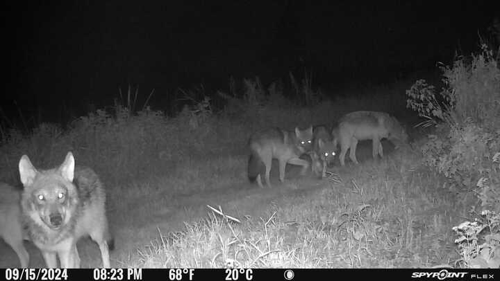 2024 wolf pack with pups at night